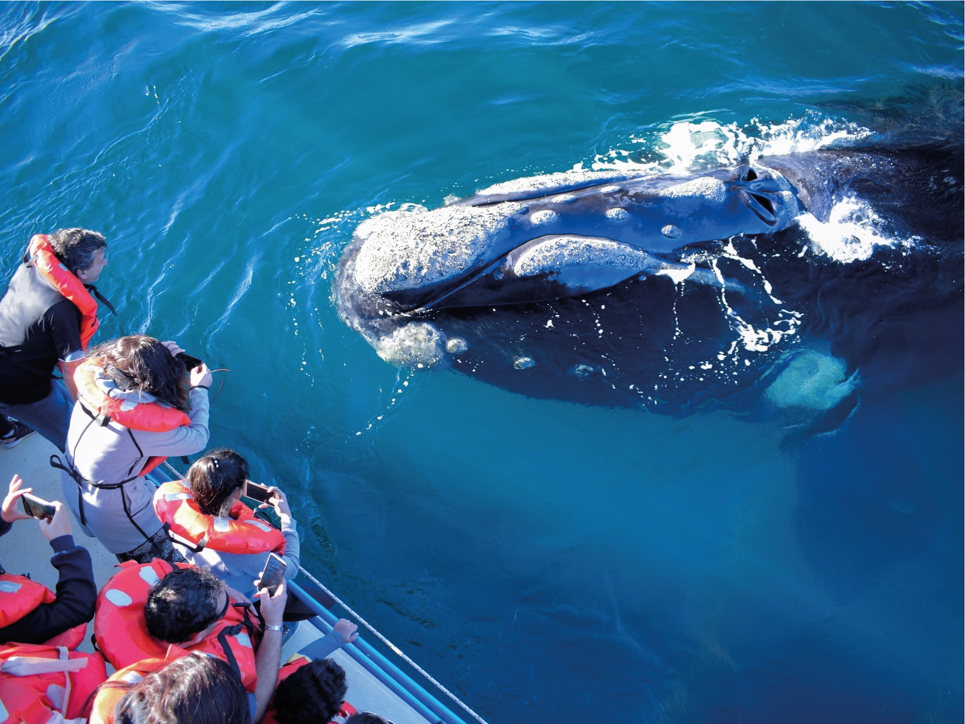 Baleia “sequestra” barco e leva turistas para passeio na costa mexicana